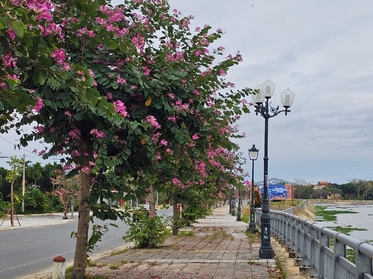 Hoa ban nở mang một sắc tím dịu dàng, một vẻ đẹp thanh tao, thơ mộng cho cung đường ngoại ô. 