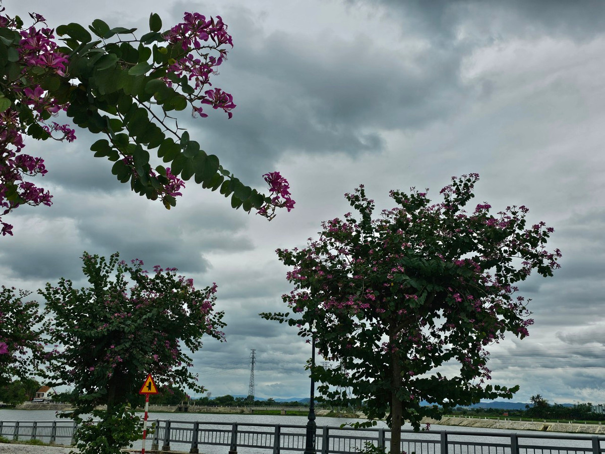 Nhành hoa ban tím pha chút sắc hồng và trắng nhẹ bay bay trước gió khiến cho bất cứ ai cũng mê mẩn ngắm nhìn.