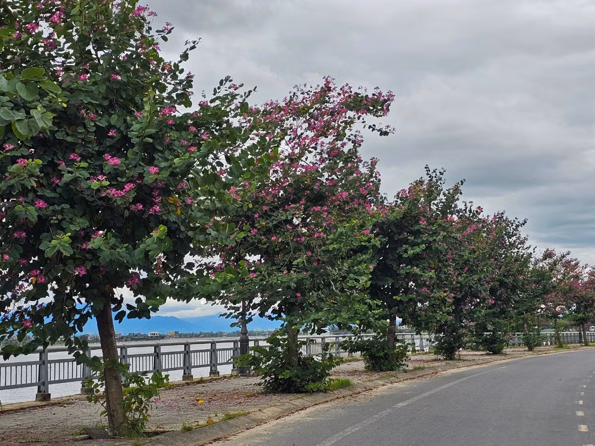 Tháng 2 hàng năm là thời điểm hoa ban tím bung nở rực rỡ khiến ai đi qua cung đường này cũng không khỏi xao xuyến.