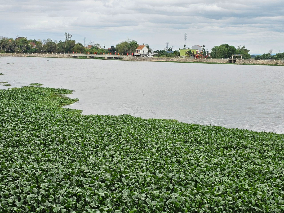 Đây là nơi cung cấp nước tưới cho phần lớn diện tích đất nông nghiệp của thị xã Hội An.