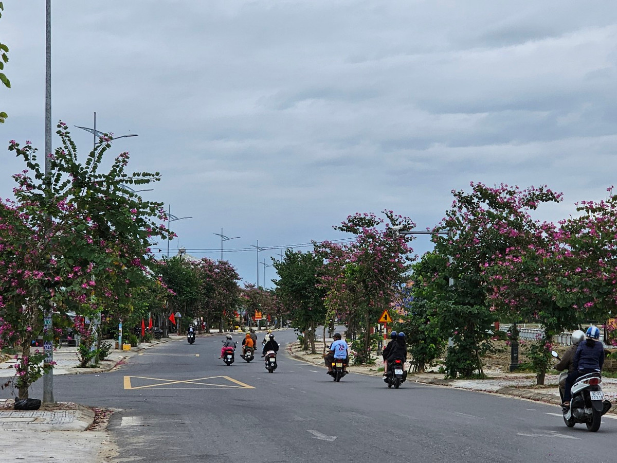 Con đường Hùng Vương từ thị xã Điện Bàn đi phố cổ Hội An mùa này như được "khoác áo mới" bởi sắc tím của hoa ban.