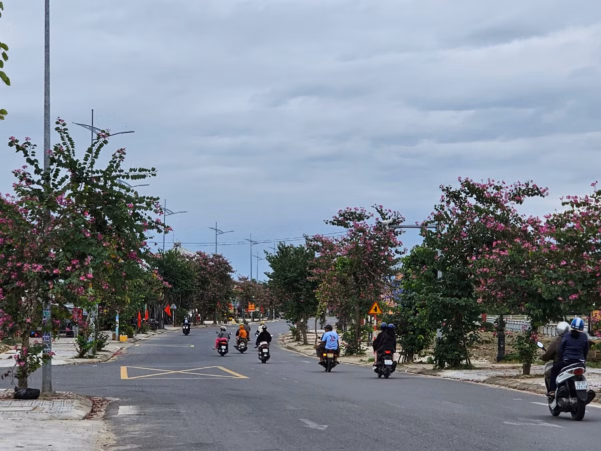 Con đường Hùng Vương từ thị xã Điện Bàn đi phố cổ Hội An mùa này như được "khoác áo mới" bởi sắc tím của hoa ban.