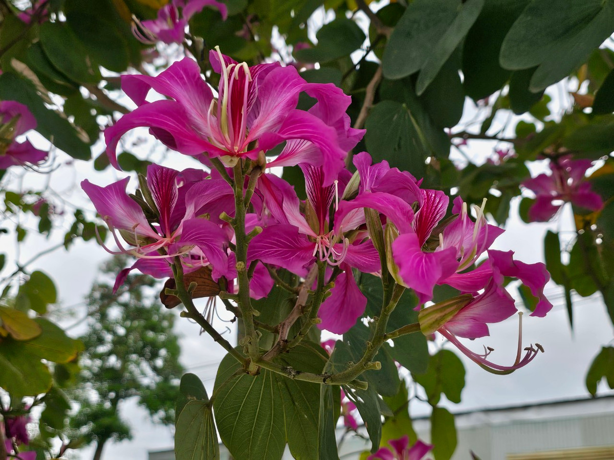 Khác với giống hoa ban được trồng nhiều ở các tỉnh phía Bắc như Hà Nội, Hải Dương, Nghệ An... với màu trắng chủ đạo, hoa ban ven phố Hội có màu tím pha hồng, hoa nở thành chùm, mỗi bông hoa đều có 4-5 cánh.