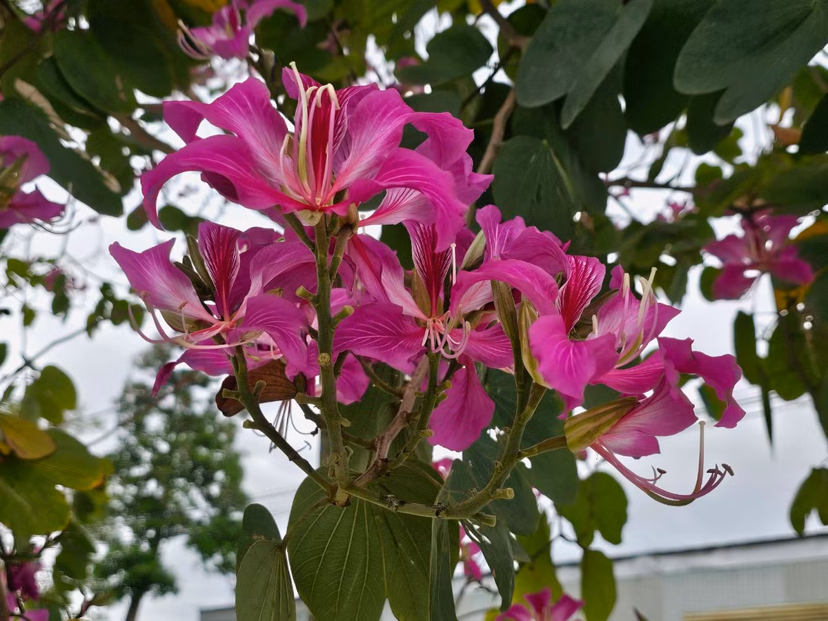 Khác với giống hoa ban được trồng nhiều ở các tỉnh phía Bắc như Hà Nội, Hải Dương, Nghệ An... với màu trắng chủ đạo, hoa ban ven phố Hội có màu tím pha hồng, hoa nở thành chùm, mỗi bông hoa đều có 4-5 cánh.