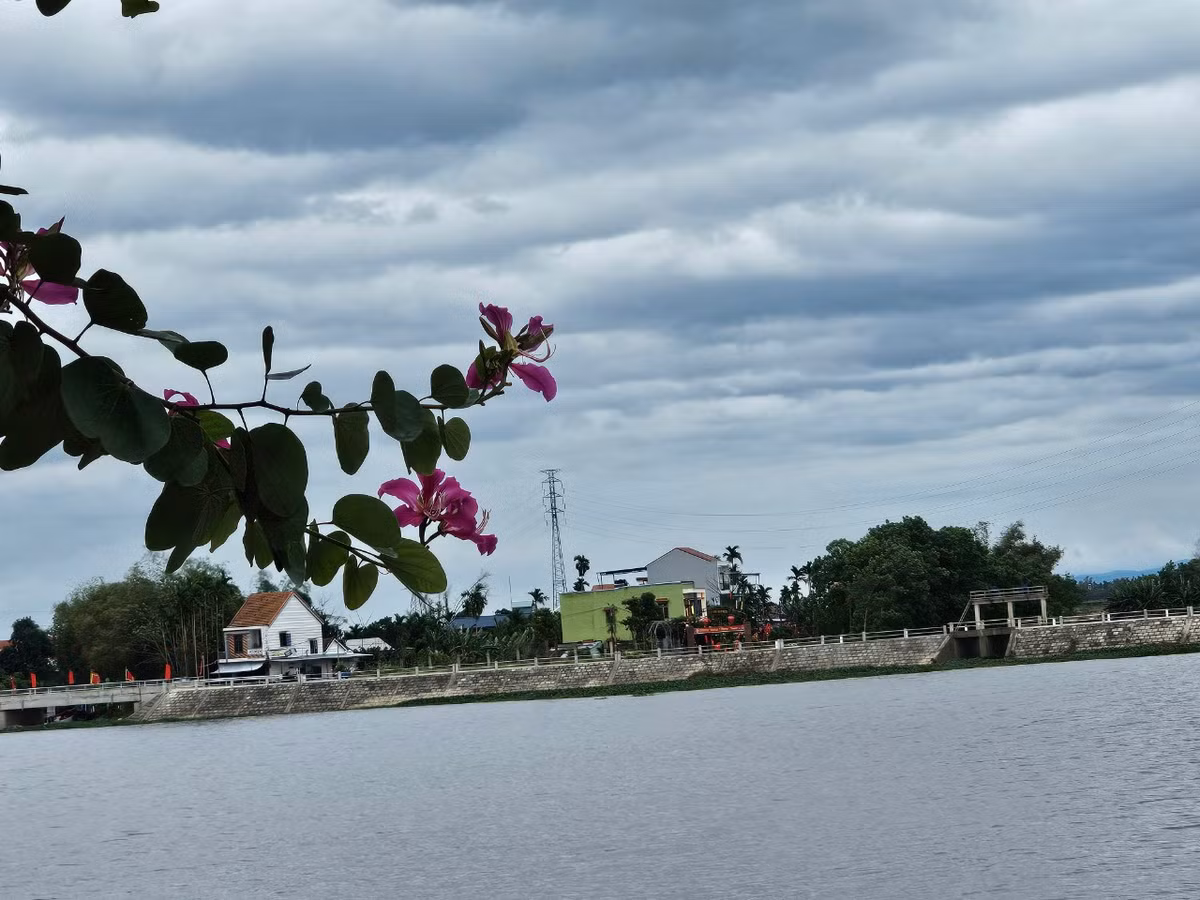 Từng chùm hoa ban được trồng ven hồ bung nở rực rỡ, bên dưới là dòng nước trong xanh khiến cho khung cảnh thêm phần thơ mộng.