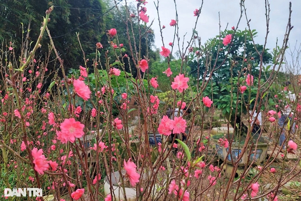 Vườn đào bích xứ Bắc khoe sắc rực rỡ trên đất võ Bình Định - Hình 2 Vuon dao bich xu Bac khoe sac ruc ro tren dat vo Binh Dinh-Hinh-2