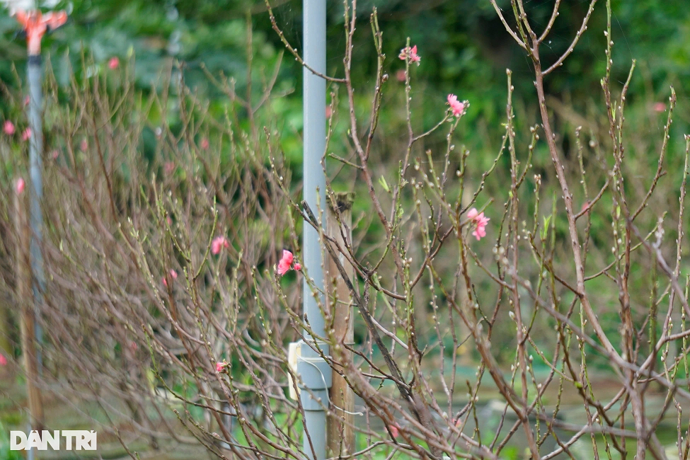 Vườn đào bích xứ Bắc khoe sắc rực rỡ trên đất võ Bình Định - Hình 7 Vuon dao bich xu Bac khoe sac ruc ro tren dat vo Binh Dinh-Hinh-7