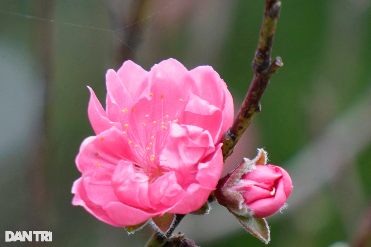 Vườn đào bích xứ Bắc khoe sắc rực rỡ trên đất võ Bình Định - Hình 4 Vuon dao bich xu Bac khoe sac ruc ro tren dat vo Binh Dinh-Hinh-4