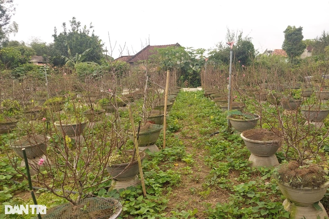 Vườn đào bích xứ Bắc khoe sắc rực rỡ trên đất võ Bình Định - Hình 9 Vuon dao bich xu Bac khoe sac ruc ro tren dat vo Binh Dinh-Hinh-9