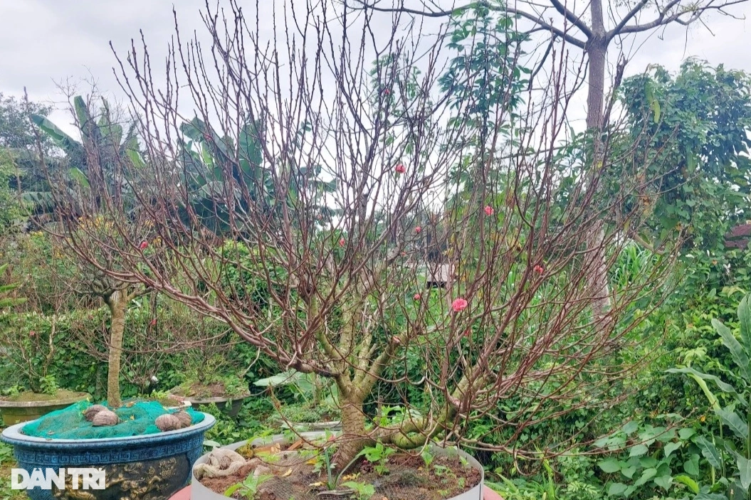 Vườn đào bích xứ Bắc khoe sắc rực rỡ trên đất võ Bình Định - Hình 8 Vuon dao bich xu Bac khoe sac ruc ro tren dat vo Binh Dinh-Hinh-8