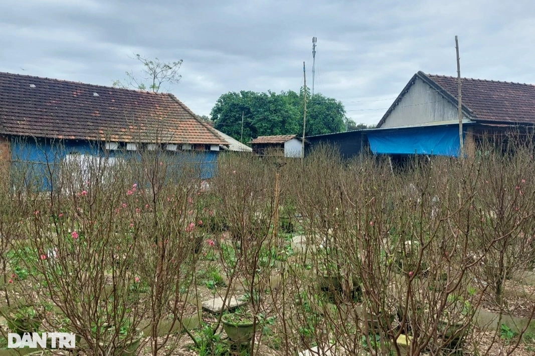 Vườn đào bích xứ Bắc khoe sắc rực rỡ trên đất võ Bình Định - Hình 6 Vuon dao bich xu Bac khoe sac ruc ro tren dat vo Binh Dinh-Hinh-6