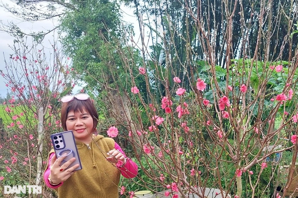 Vườn đào bích xứ Bắc khoe sắc rực rỡ trên đất võ Bình Định - Hình 5 Vuon dao bich xu Bac khoe sac ruc ro tren dat vo Binh Dinh-Hinh-5