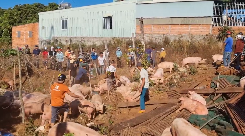 Tài xế và phụ xe hốt hoảng nhờ mọi người giúp đỡ bắt lợn lại.