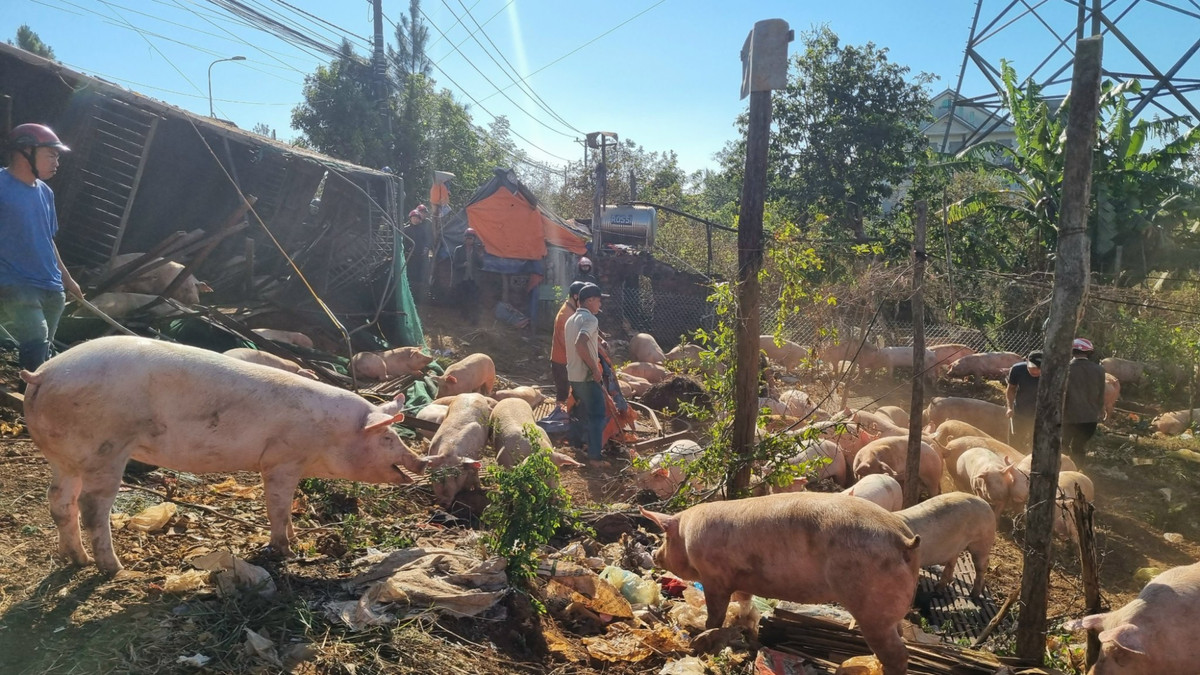 Số lợn bị chết cũng được người dân chung tay mua giúp tài xế.