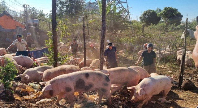 Ngay sau đó, lực lượng chức năng đã có mặt bảo vệ hiện trường và cùng người dân hỗ trợ tài xế vây bắt lại đàn lợn.