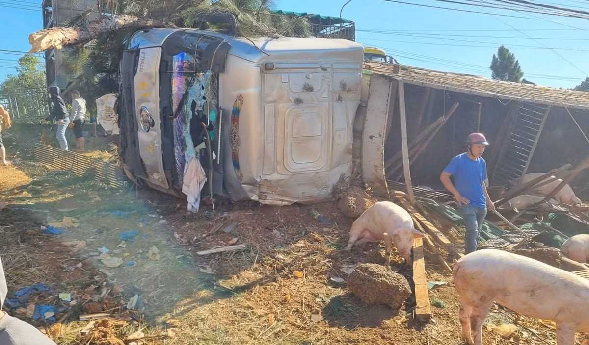 Vào khoảng 5h sáng cùng ngày, ô tô tải chở gần 200 con lợn do tài xế H. (SN 1985, trú huyện Yên Định, Thanh Hóa) điều khiển lưu thông trên Quốc lộ 14 hướng Đắk Lắk đi Gia Lai bất ngờ mất lái, lật nghiêng xuống đường.