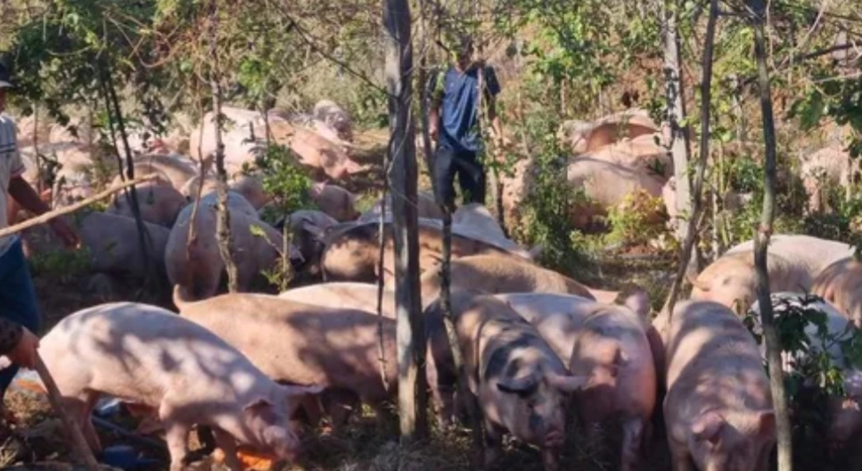 Rất may, vụ tai nạn không gây thiệt hại về người.