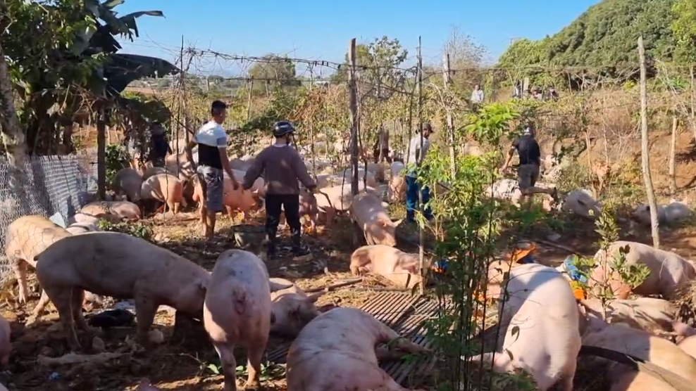 Tài xế cũng điều động 1 xe ô tô tải khác đến để di chuyển đàn lợn về nơi tập kết.