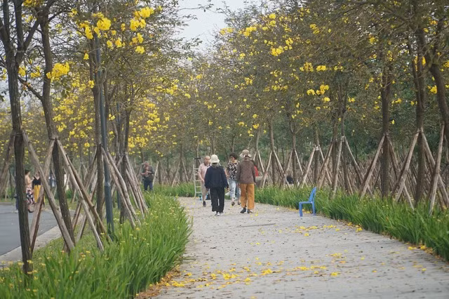 Theo tìm hiểu của phóng viên, con đường hoa này đã hình thành từ khoảng 3 năm nay, cứ đến mùa hoa nở lại thu hút nhiều người yêu thiên nhiên có thể vào thăm quan và chụp ảnh lưu niệm.