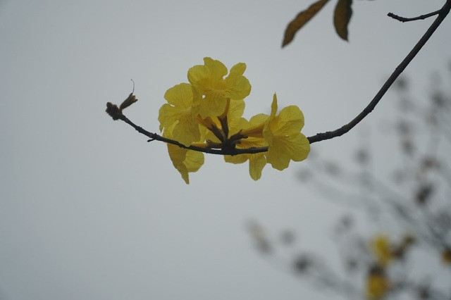  Hoa Phong Linh mỏng manh hơn hoa gạo, chỉ nở rộ được vài ngày là rụng. Khi hoa nở, lá cây rụng hết, những chùm hoa rực rỡ sẽ bao trùm cả tán cây, khoe sắc vàng rực.