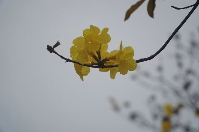  Hoa Phong Linh mỏng manh hơn hoa gạo, chỉ nở rộ được vài ngày là rụng. Khi hoa nở, lá cây rụng hết, những chùm hoa rực rỡ sẽ bao trùm cả tán cây, khoe sắc vàng rực.