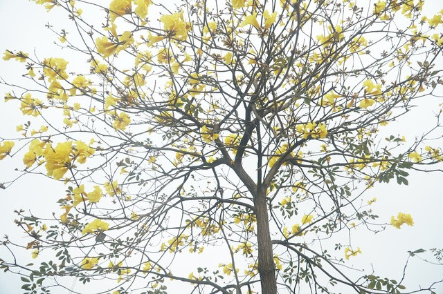 Phong Linh bắt đầu du nhập vào Việt Nam từ những năm 2000, cây nhanh chóng được yêu thích bởi đặc tính sinh trưởng tốt, đem lại không gian xanh thú vị.