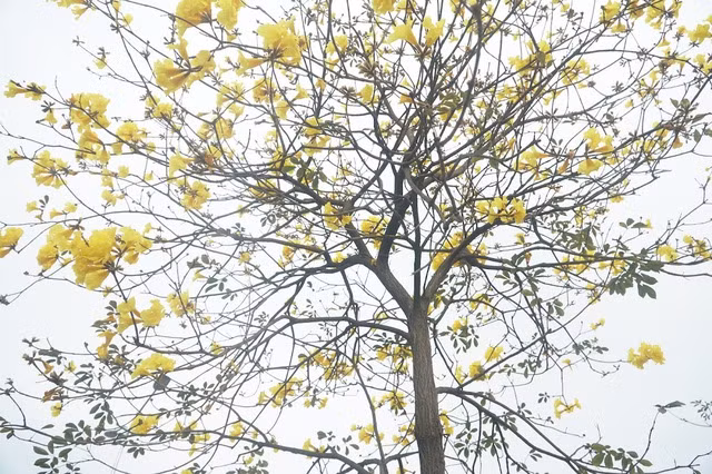 Phong Linh bắt đầu du nhập vào Việt Nam từ những năm 2000, cây nhanh chóng được yêu thích bởi đặc tính sinh trưởng tốt, đem lại không gian xanh thú vị.