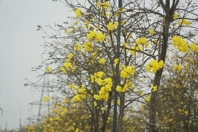 Cây Phong Linh nở hoa vào mùa xuân, thường được trồng tại một số khu đô thị và một vài tuyến phố ở Hà Nội. Khi nở, những chùm hoa đẹp phủ khắp tán cành, nối tiếp nhau mang tới vẻ đẹp khiến lòng người phải say mê.