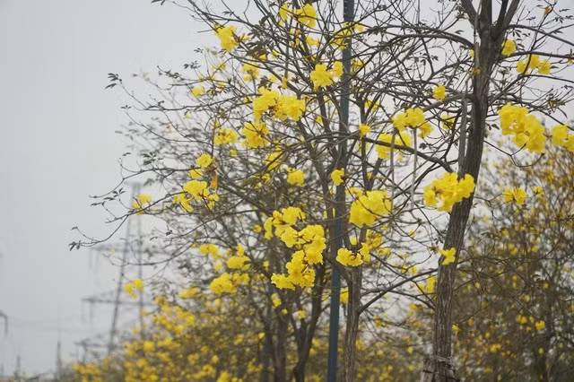Cây Phong Linh nở hoa vào mùa xuân, thường được trồng tại một số khu đô thị và một vài tuyến phố ở Hà Nội. Khi nở, những chùm hoa đẹp phủ khắp tán cành, nối tiếp nhau mang tới vẻ đẹp khiến lòng người phải say mê.