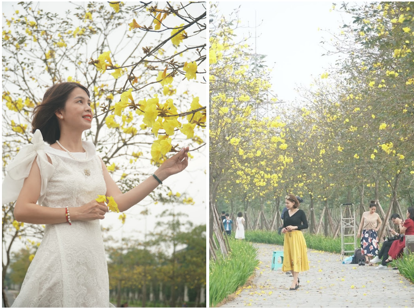 Nhiều người say đắm, mải mê tạo bên loài cây đang nở rộ sắc vàng.