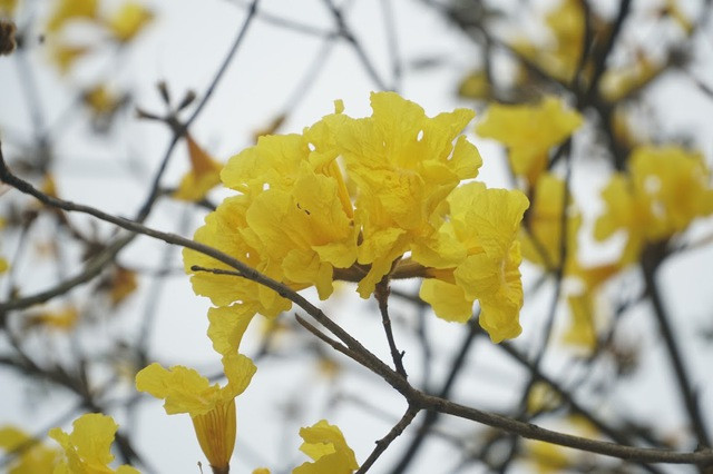 Cây Phong Linh (còn gọi là cây chuông vàng) có nguồn gốc từ khu vực Nam Mỹ và khu cận bìa rừng Amazon. Loại cây hoa công trình đẹp này thích hợp với khu vực có khí hậu nhiệt đới gió mùa (nơi khí hậu có 4 mùa rõ rệt) và cận ôn đới như Brazil, Paraguay và Bắc Argentina, Suriname, Đông Bolivia, Peru...