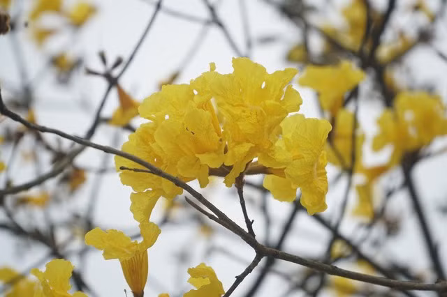 Cây Phong Linh (còn gọi là cây chuông vàng) có nguồn gốc từ khu vực Nam Mỹ và khu cận bìa rừng Amazon. Loại cây hoa công trình đẹp này thích hợp với khu vực có khí hậu nhiệt đới gió mùa (nơi khí hậu có 4 mùa rõ rệt) và cận ôn đới như Brazil, Paraguay và Bắc Argentina, Suriname, Đông Bolivia, Peru...