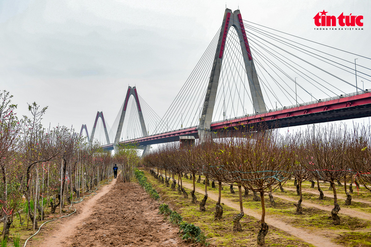 Làng Nhật Tân nằm ở phía Tây Bắc của Hà Nội, với diện tích đất bãi được bồi đắp bởi phù sa sông Hồng, rất thuận lợi cho phát triển nông nghiệp. Tính đến đầu năm 2024, diện tích trồng đào Nhật Tân là 57ha, trong làng có khoảng 700 hộ dân với hơn 1.200 xã viên gắn bó với nghề trồng đào. Bài bồi sông Hồng dưới chân cầu Nhật Tân được nhuộm đỏ bởi sắc hoa đào trong tiết trời khá lạnh chỉ khoảng 10 - 15 độ C.