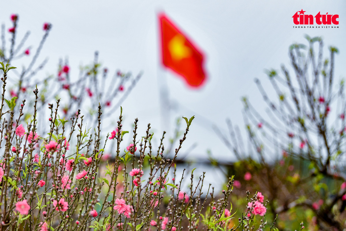 Đào Nhật Tân như đã trở thành biểu tượng văn hóa của Hà Nội mỗi dịp Xuân về. Sắc thắm của hoa đào khiến cho không khí Tết ấm áp hơn.