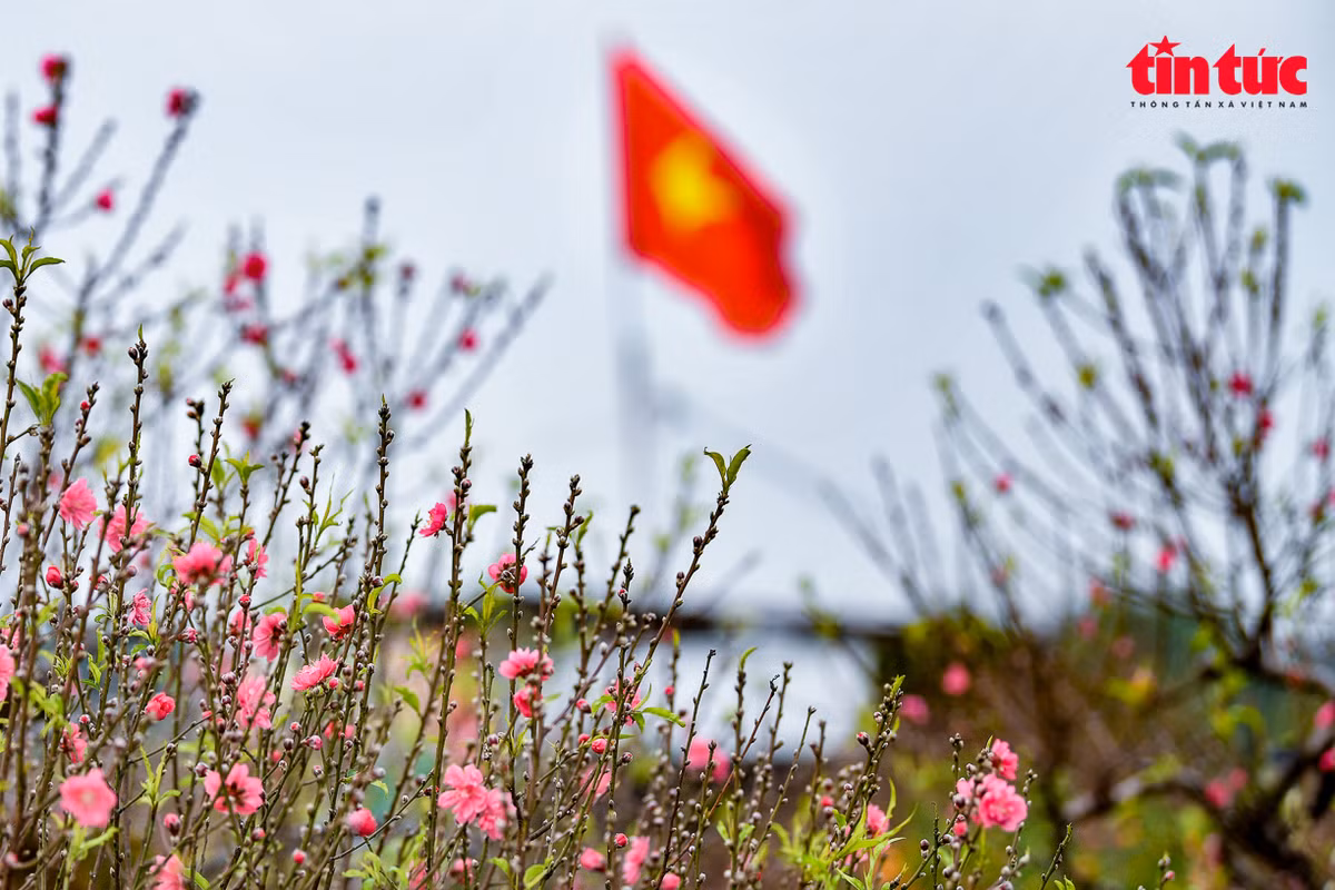 Đào Nhật Tân như đã trở thành biểu tượng văn hóa của Hà Nội mỗi dịp Xuân về. Sắc thắm của hoa đào khiến cho không khí Tết ấm áp hơn.