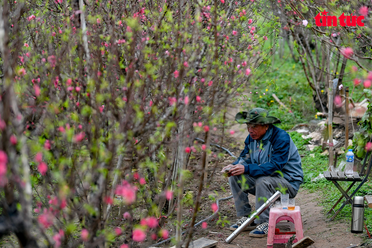Theo một chủ vườn, để đào không nở sớm trước Tết, khí hậu là điều quan trọng nhất. Các hoa đã bung sớm cần phải xem tình trạng sâu bệnh, ngắt những nụ đã héo để giữ cho cây được đẹp,…