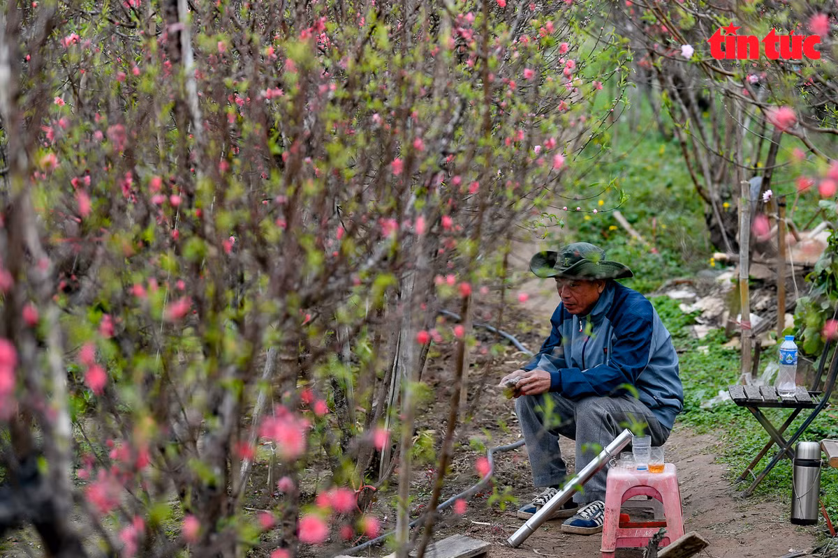 Theo một chủ vườn, để đào không nở sớm trước Tết, khí hậu là điều quan trọng nhất. Các hoa đã bung sớm cần phải xem tình trạng sâu bệnh, ngắt những nụ đã héo để giữ cho cây được đẹp,…