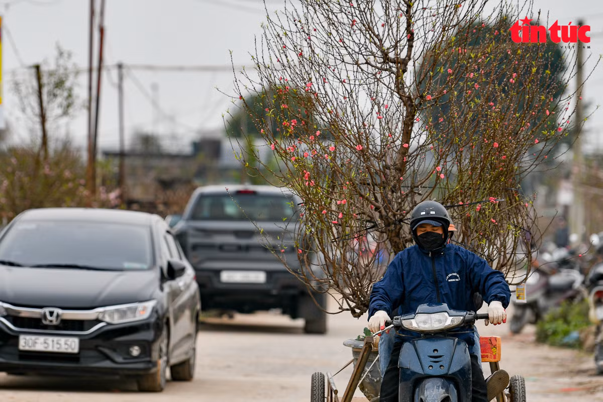 Đối với đào loại cành, giá dao động từ vài trăm nghìn đến 2 triệu đồng/cành; đào thế giá thuê vụ Tết từ vài triệu đến vài chục triệu đồng/cây.