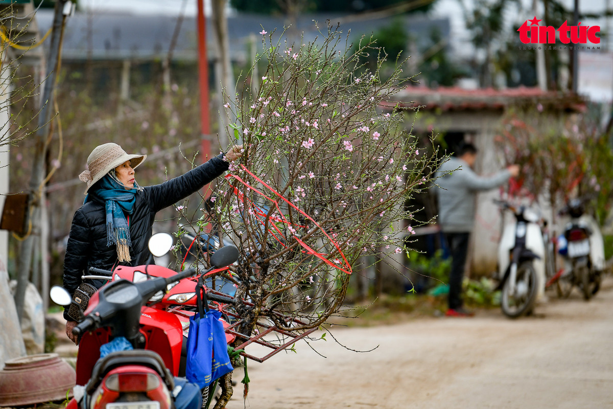 Theo các chủ vườn, chất lượng đào tốt hơn cả về hoa và nụ.
