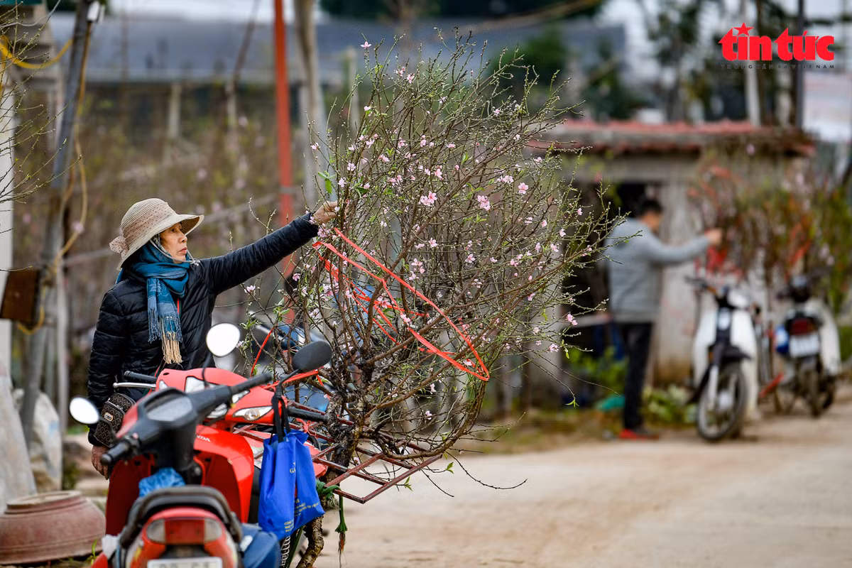 Theo các chủ vườn, chất lượng đào tốt hơn cả về hoa và nụ.
