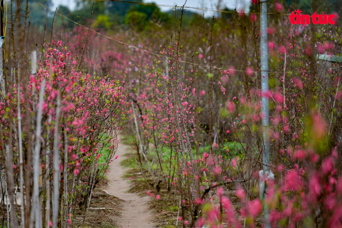Vì thế, nơi đây luôn là một trong những làng hoa Tết ở Hà Nội được nhiều người yêu thích.