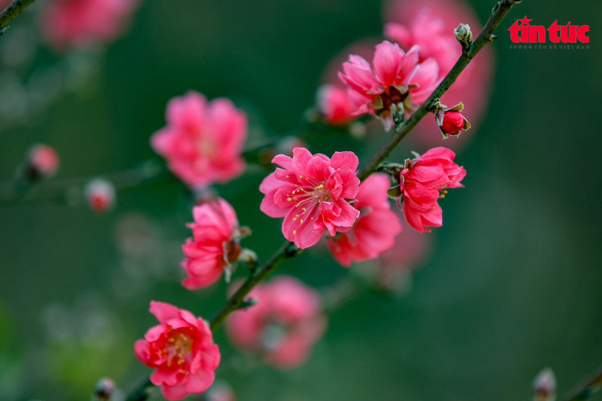 Ở Nhật Tân, đào nổi tiếng với những cánh hoa to, đẹp, sẫm màu và dày cánh.