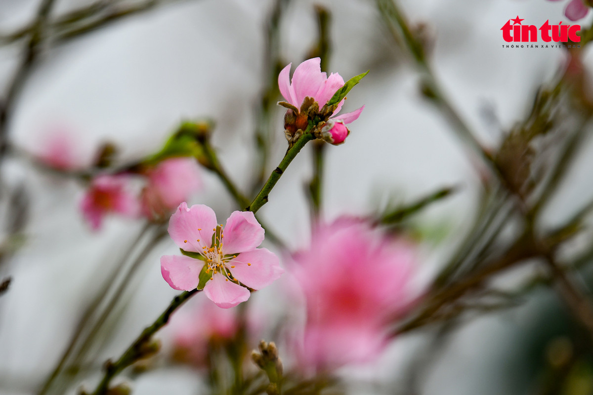Hoa đào Nhật Tân bung cánh khoe sắc dưới tiết trời Xuân.