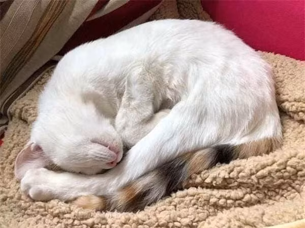 6 cach du meo ngu trong o-Hinh-3