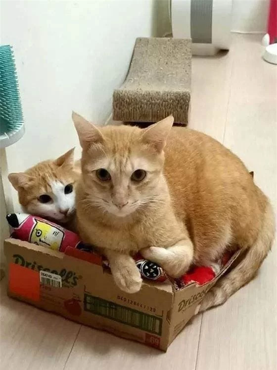 6 cach du meo ngu trong o-Hinh-5