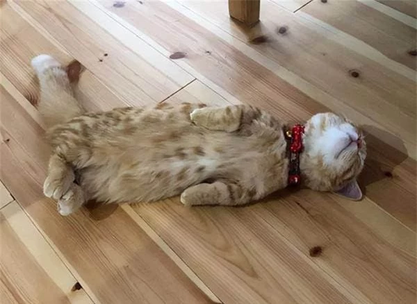 6 cach du meo ngu trong o