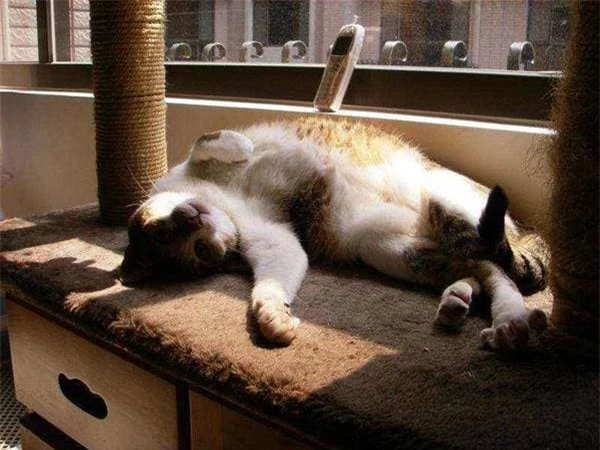 6 cach du meo ngu trong o-Hinh-2
