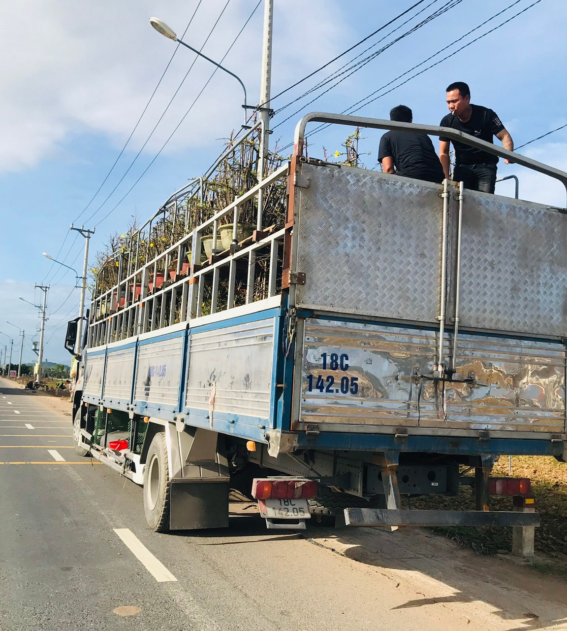 Một xe tải biển số Nam Định đã chất đầy những chậu mai vàng An Nhơn cỡ nhỏ.