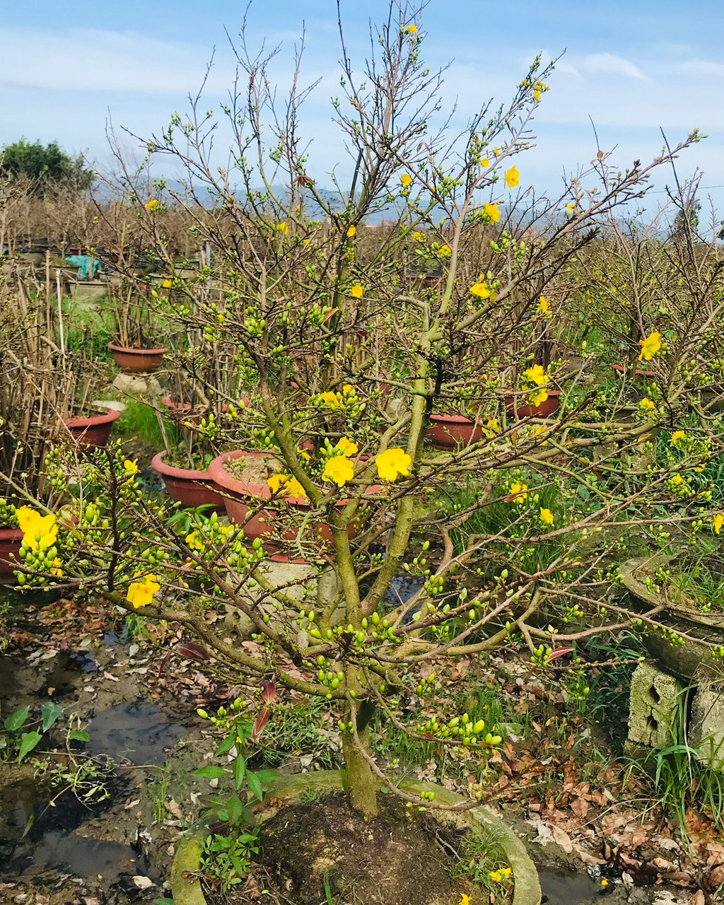 Những năm gần đây, doanh thu từ mai tết của Thị xã An Nhơn đạt bình quân khoảng hơn 100 tỉ đồng/năm, góp phần nâng cao thu nhập, giải quyết việc làm cho người dân.