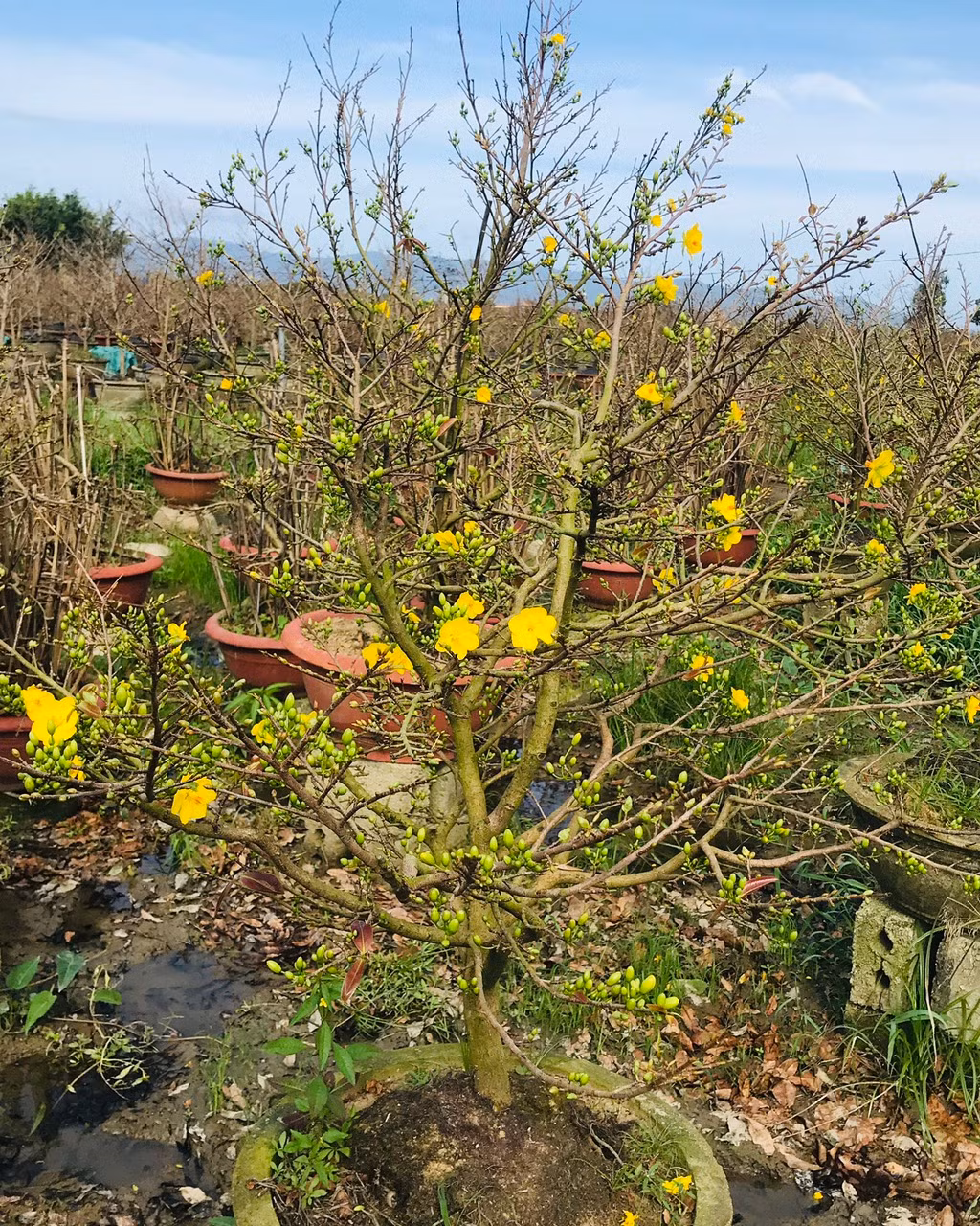 Những năm gần đây, doanh thu từ mai tết của Thị xã An Nhơn đạt bình quân khoảng hơn 100 tỉ đồng/năm, góp phần nâng cao thu nhập, giải quyết việc làm cho người dân.